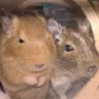 Аватара пользователя