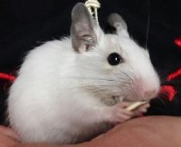 Аватара пользователя