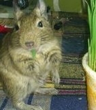 Аватара пользователя