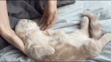 RHvLA.gif