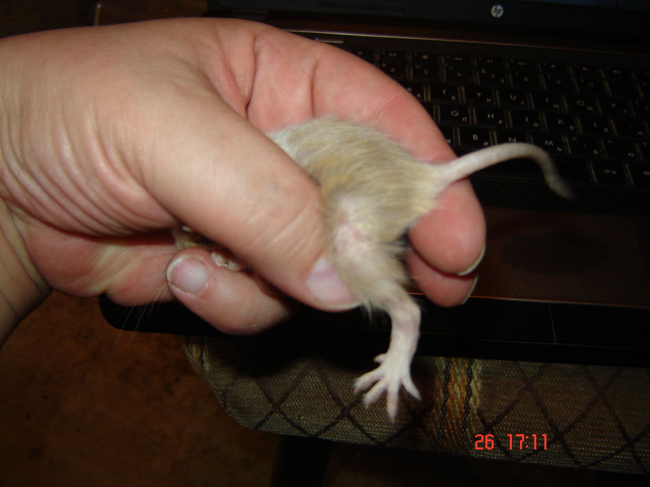 DSC07934.JPG