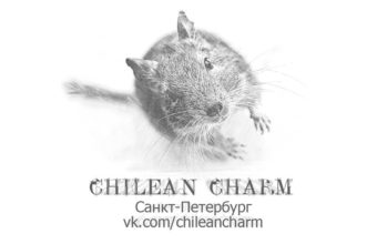 Chilean Charm